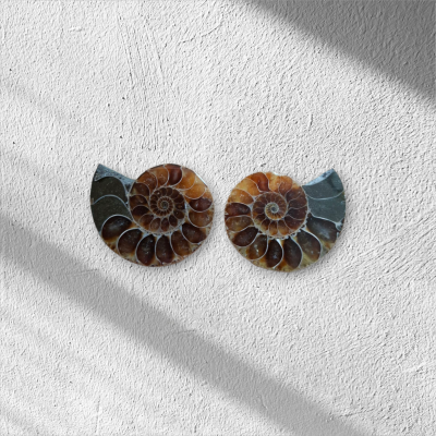 Ammoniet paar